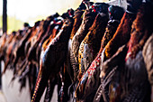 Cock pheasants and hen birds hanging after a shoot, Wiltshire, England, United Kingdom, Europe