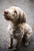 Wired-haired Viszula, gun dog, England, United Kingdom, Europe