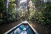Canoe boat trip in Amazon Jungle of Peru, by Sandoval Lake in Tambopata National Reserve, Peru, South America