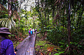 Walking in the Amazon Rainforest at Sacha Lodge, Coca, Ecuador, South America