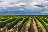 Vineyards in the Uco Valley Valle de Uco, a wine region in Mendoza Province, Argentina, South America