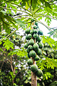 Papaya tree, Amazon Rainforest, Coca, Ecuador, South America