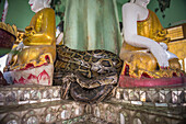 Snake Temple Mwe Paya between Dalah and Twante, across the river from Yangon, Myanmar Burma, Asia