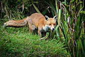 Red fox Vulpes vulpes, Devon, England, United Kingdom, Europe