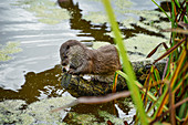 Otter, Lutra lutra, Devon, United Kingdom, Europe
