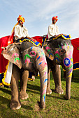 Colorful elephants at the Jaipur elephant festival, Jaipur, Rajasthan, India, Asia