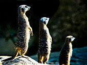 Meerkats Suricata suricatta in captivity, United Kingdom, Europe