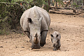 White rhino Ceratotherium simum with calf, Kumasinga water hole, Mkhuze game reserve, KwaZulu-Natal, South Africa, Africa