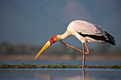 Yellowbilled stork Mycteria ibis, Zimanga private game reserve, KwaZulu-Natal, South Africa, Africa