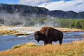 American Bison Bison bison, Little Firehole River, Yellowstone National Park, UNESCO World Heritage Site, Wyoming, United States of America, North America