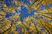 Aspens in fall Populus tremuloides, Grand Tetons National Park, Wyoming, United States of America, North America