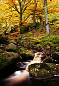 Padley Gorge, Peak District, Derbyshire, England, United Kingdom, Europe