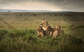 Lioness and cubs laying in remote field