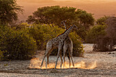 Giraffes fighting in savanna field