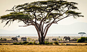Elephants under trees in savanna landscape