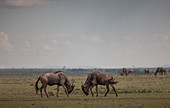 Animals grazing in savanna field