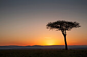Tree at sunset in savanna landscape