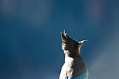 Stellar Blue Jay