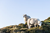 Sheep on the island of Sylt, Schleswig-Holstein, North Germany, Germany
