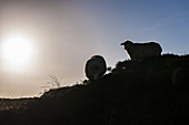 sheep on the island of Sylt, Schleswig-Holstein, north Germany, Germany