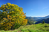 Beech tree in autumn colours above valley of Leitzach, Mangfall range, Bavarian Alps, Upper Bavaria, Bavaria, Germany