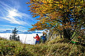 Two persons hiking with beech trees in autumn colours with fog in valley of Inn, Wendelstein in background, view from Heuberg, Heuberg, Chiemgau, Chiemgau Alps, Upper Bavaria, Bavaria, Germany