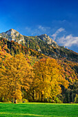 Herbstlich verfärbte Bäume vor Heuberg, Nußdorf, Inntal, Chiemgau, Chiemgauer Alpen, Oberbayern, Bayern, Deutschland