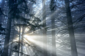 Sonnenstrahlen scheinen durch dichten Wald, Mangfallgebirge, Bayerische Alpen, Oberbayern, Bayern, Deutschland