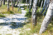 Sandy path between birch trees, dream beach between Strandmarken und Dueodde, Summer, Baltic sea, Bornholm, Strandmarken, Denmark, Europe