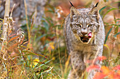 Canadian Lynx (Lynx canadensis) walking through the underbrush, Yukon, Canada