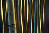 Artistic view of aspen trees using a vertical panning technique, Carcross, Yukon, Canada
