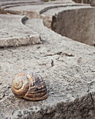 Snail shell on a wall at the stone ruins of a biblical site, Thyatira, Turkey