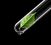 Leaf in a test tube with a water droplet on the end, against a black background, Toronto, Ontario, Canada