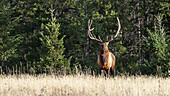 Bull elk (Cervus canadensis), Jasper National Park, Alberta, Canada