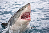 With open mouth, a great white shark Carcharodon carcharias breaks the surface of the water off Guadalupe Island, Mexico