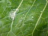 Close up of water droplets on leaf