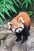 Red Panda Ailurus fulgens, Sichuan Province, China, Asia