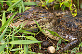 A spectacled caiman in Tortuguero National Park, Limon, Costa Rica, Central America