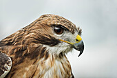 Red tailed hawk, an American raptor, bird of prey, United Kingdom, Europe
