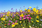 Spring wildflowers, Papkuilsfontein farm, Nieuwoudtville, Northern Cape, South Africa, Africa