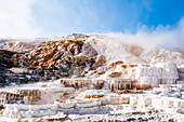 Mammoth Hot Springs terraces, Yellowstone National Park, UNESCO World Heritage Site, Wyoming, United States of America, North America