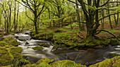 River Fowey at Golitha Falls, Cornwall, England, United Kingdom, Europe