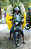 Man carrying huge load of fresh chrysanthemums from flower market on the road to Mandalay, Myanmar Burma, Asia
