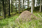 Anthill in forest