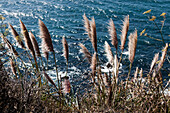 High angle view of pampas grass growing at lakeshore
