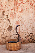Snake in basket against weathered wall