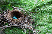 Bird eggs in a nest in Glacier National Park, Montana.