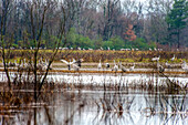 Sandhill Cranes at the Wheeler National Wildlife Refuge, Decatur, AL