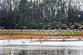 Sandhill Cranes at the Wheeler National Wildlife Refuge, Decatur, AL