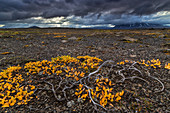 Autumn foliage and a stormy sky in the Icelandic Highlands